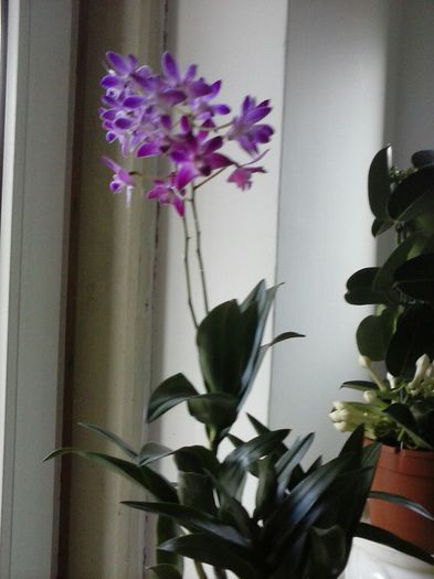 image-df4040e50b8e255acbaf7441893e4cfa5f2076201e6fc934de4b55e64a9e8edb-V - ORHIDEE DENDROBIUM