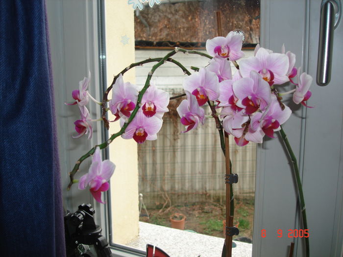 DSC08577 - ORHIDEE ROZ
