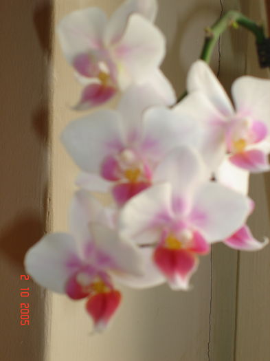 DSC08713 - ORHIDEE ROZ