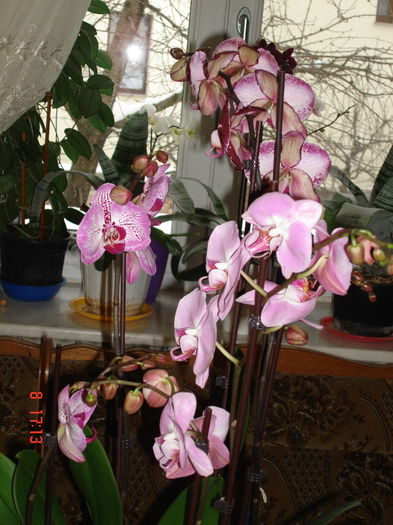 DSC09978 - ORHIDEE ROZ