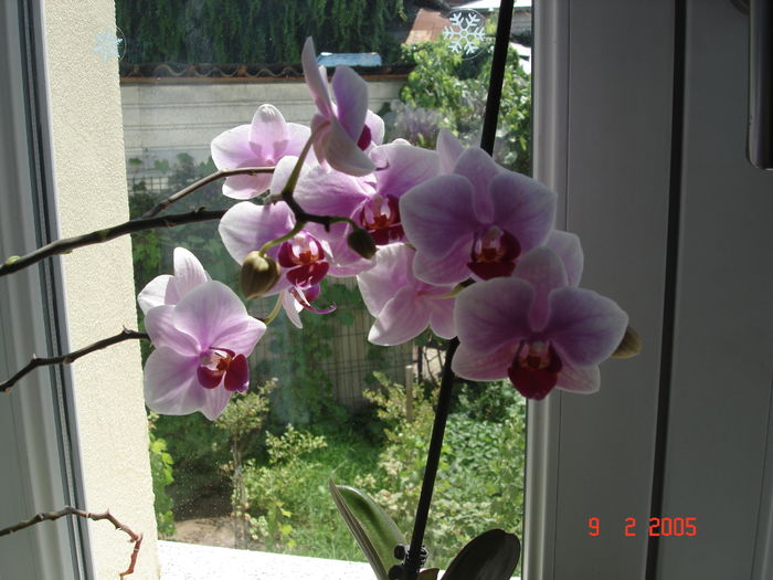 DSC07786