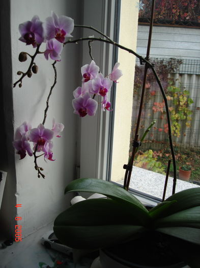 DSC08082