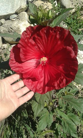 20160711_090545 - Hibiscus Craberry Crush