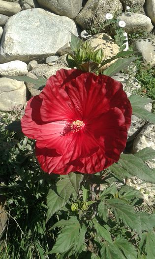 20160711_090539 - Hibiscus Craberry Crush