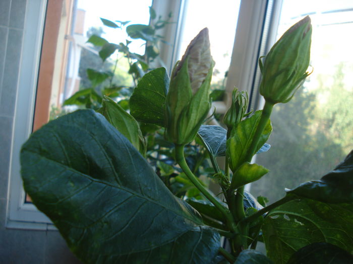 DSC05906