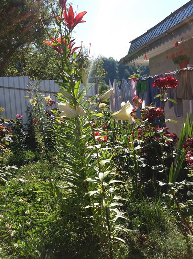 20160711_172034 - Crini asiatici si orientali  2016