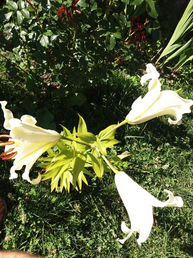 20160711_172022 - Crini asiatici si orientali  2016