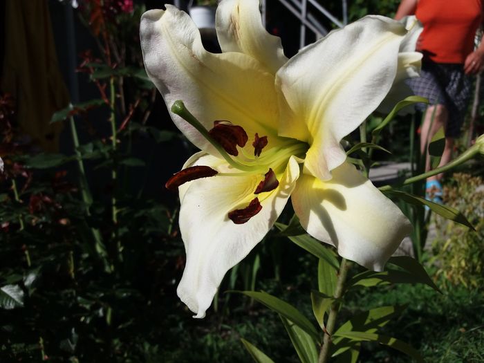 20160711_172002 - Crini asiatici si orientali  2016