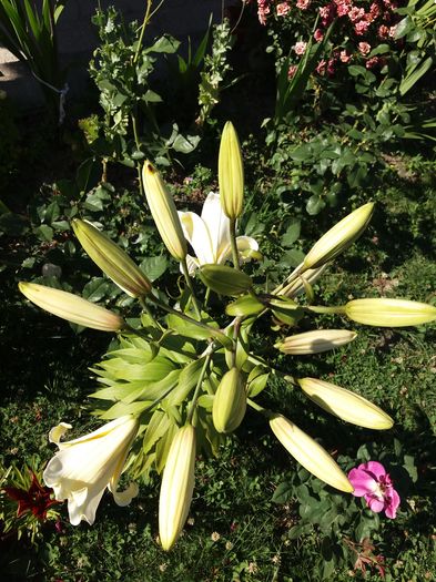 20160711_171934 - Crini asiatici si orientali  2016