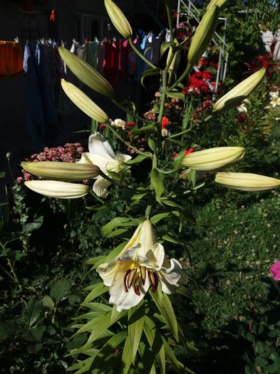 20160711_171929 - Crini asiatici si orientali  2016