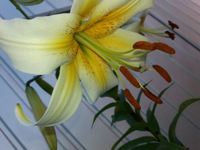 identificare rog? - Crini asiatici si orientali  2016