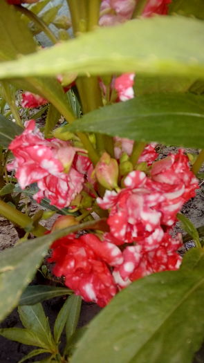 20160707_194515 - Muscate si alte plante