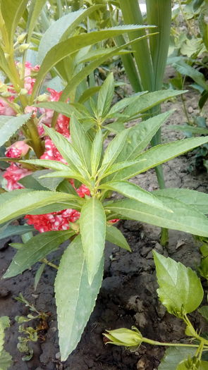 20160707_194528 - Muscate si alte plante