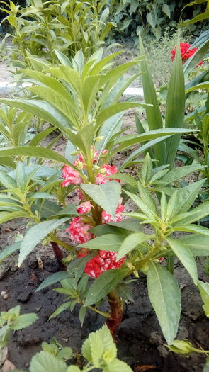 20160707_194523 - Muscate si alte plante