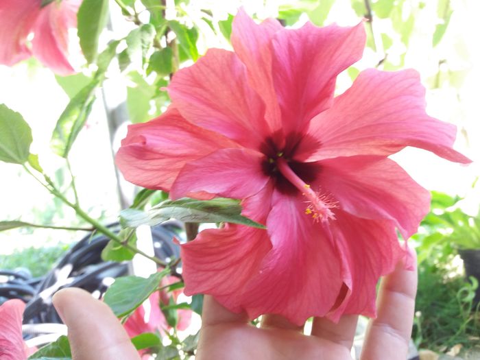 hibi superb roz - Hibiscus