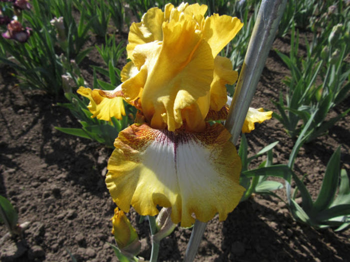 Panocha - Iris oferta 2016