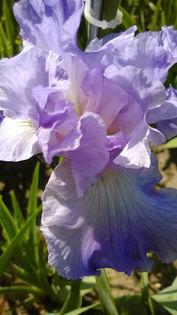 Perpetual Joy - Iris oferta 2016