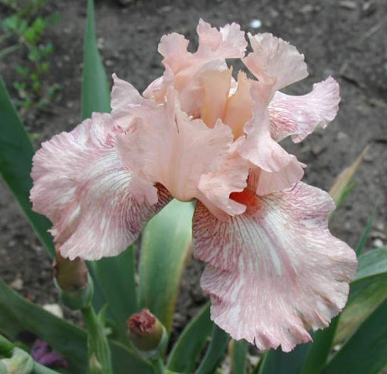 Salamander Sal - Iris oferta 2016