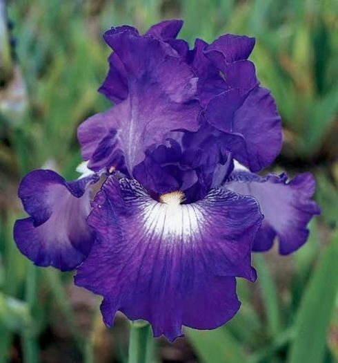 SPOT STARTER - Iris oferta 2016