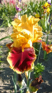 Tiger Butter - Iris oferta 2016