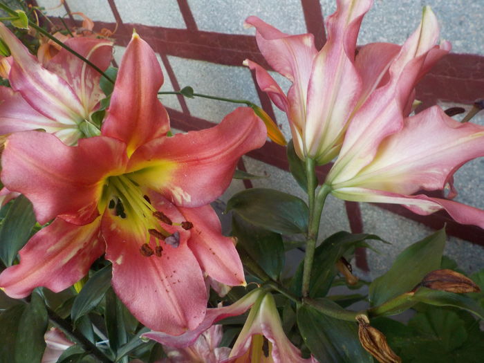 DSCN0701[1] - crini de gradina