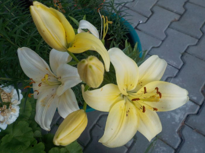 DSCN0704[1] - crini de gradina