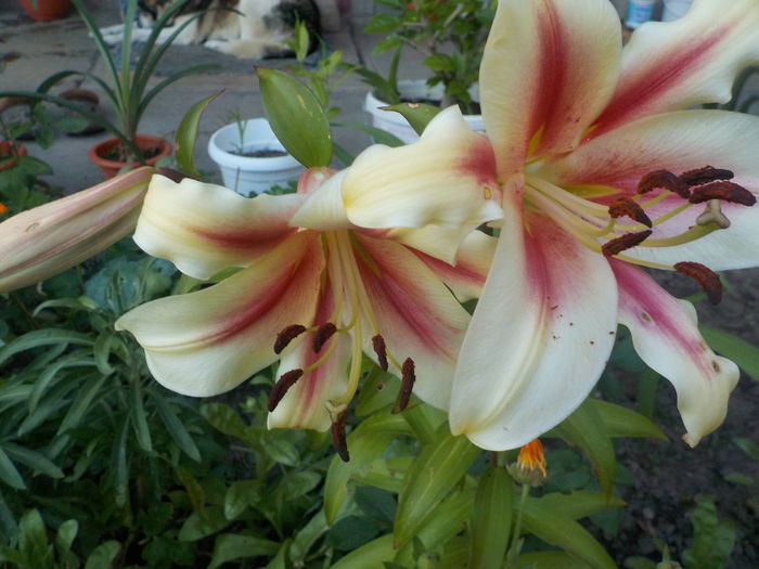 DSCN0708[1] - crini de gradina