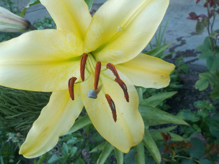 DSCN0712[1] - crini de gradina