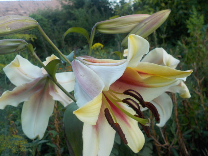 DSCN0717[1] - crini de gradina