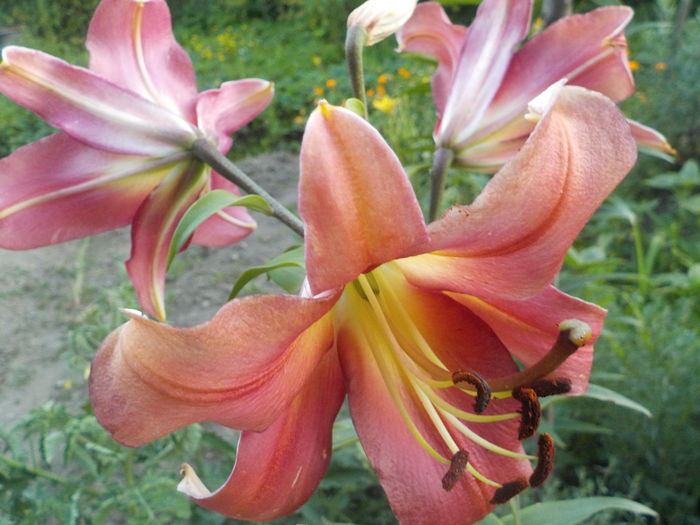 DSCN0716[1] - crini de gradina