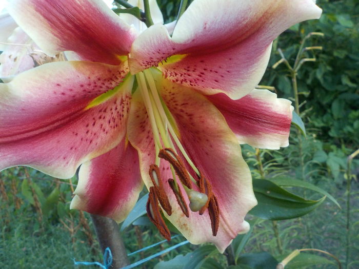 DSCN0718[1] - crini de gradina