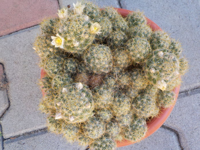 DSCN0697[1] - CACTUSI si SUCULENTE