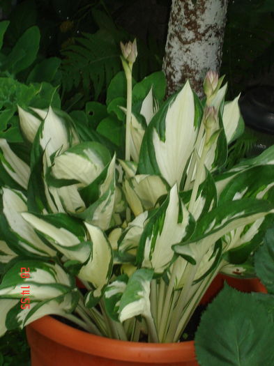 DSC00014 - HOSTA