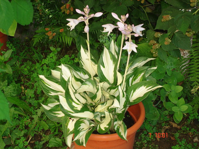 DSC00053 - HOSTA