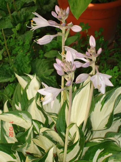 DSC00055 - HOSTA