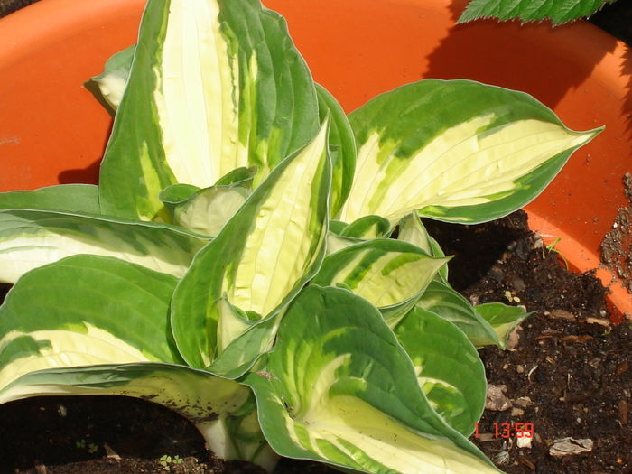 DSC00327 - HOSTA