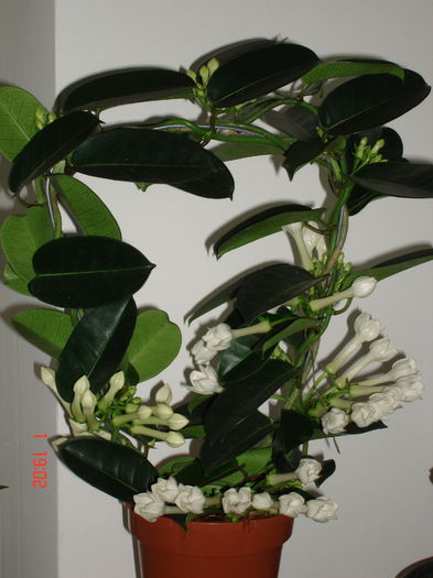 DSC00074 - STEPHANOTIS