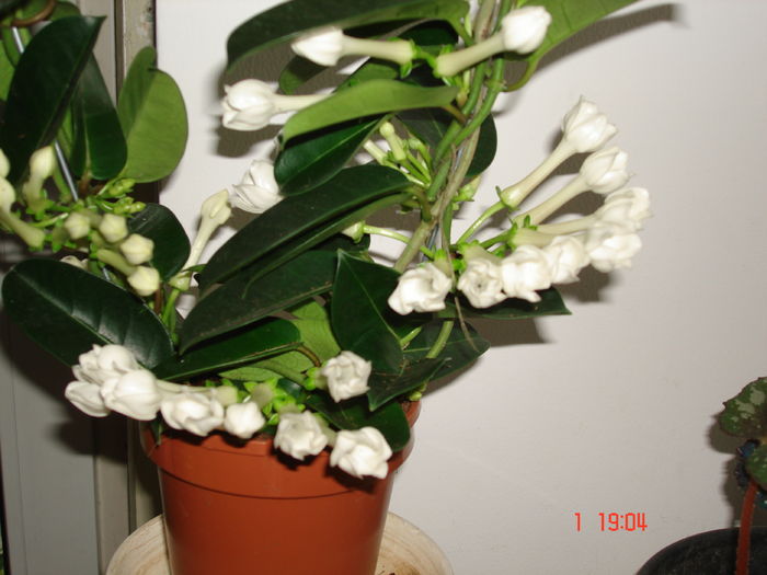 DSC00085 - STEPHANOTIS