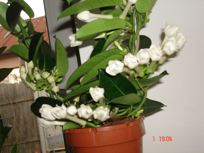 DSC00086 - STEPHANOTIS