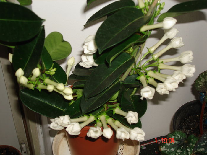 DSC00087 - STEPHANOTIS