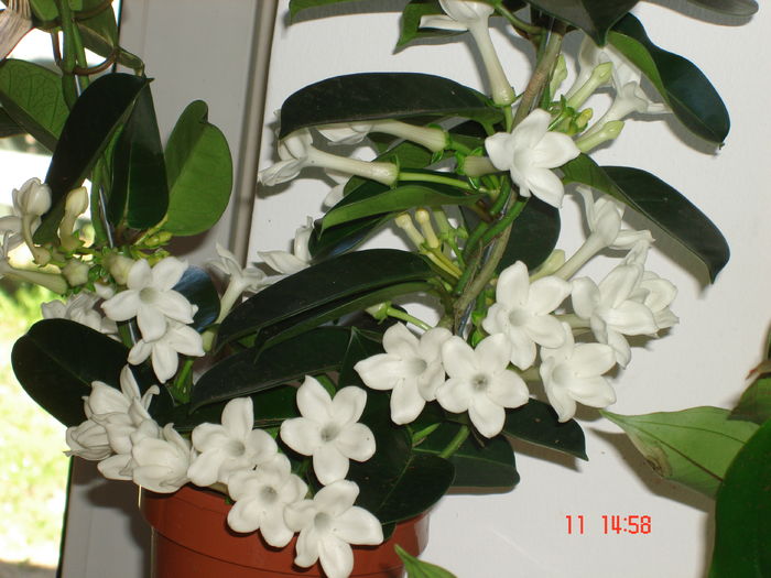 DSC00208 - STEPHANOTIS