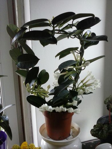 image-7a2f9d712bc5697b089ff67884ccbbd090e35131cd6f779f31dcb6675b4b3048-V - STEPHANOTIS