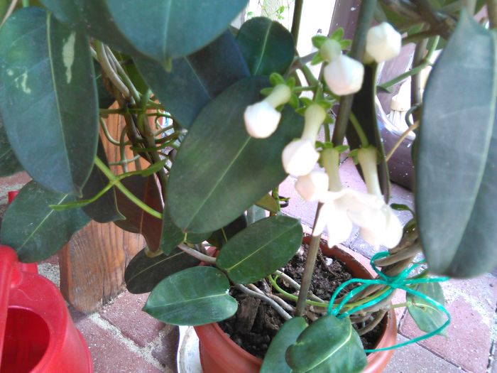 IMG_20160708_150658 - STEPHANOTIS