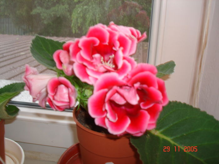 DSC09059 - GLOXINIA