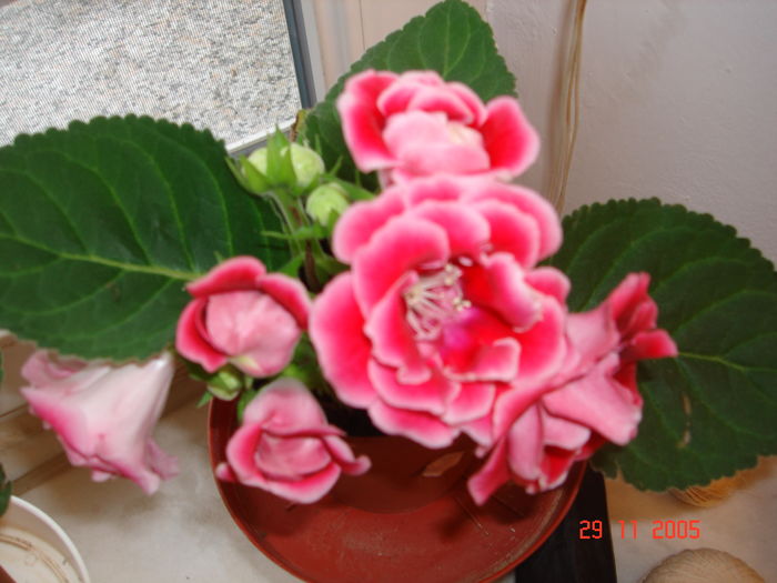 DSC09061 - GLOXINIA