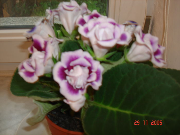 DSC09062 - GLOXINIA