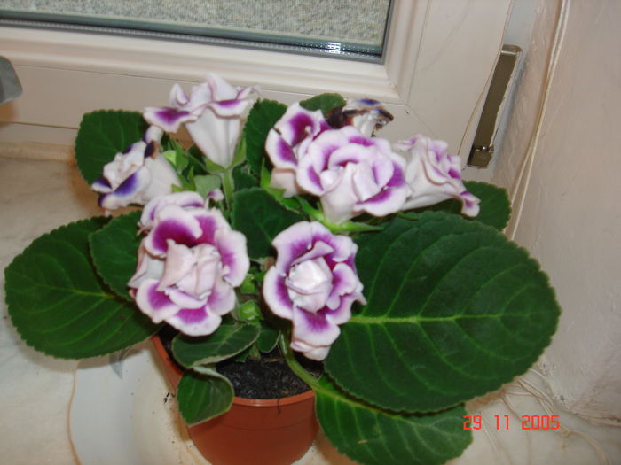 DSC09064 - GLOXINIA