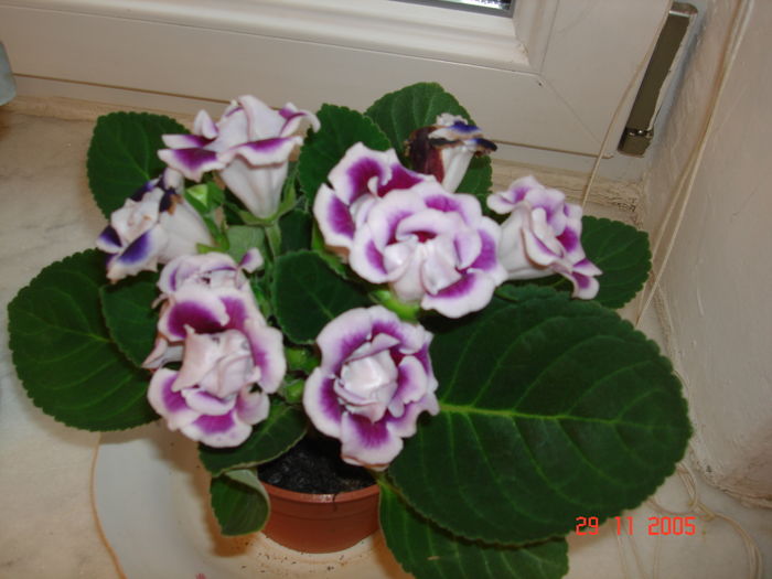 DSC09065 - GLOXINIA