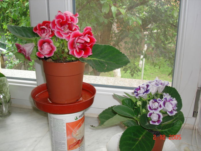 DSC09066 - GLOXINIA