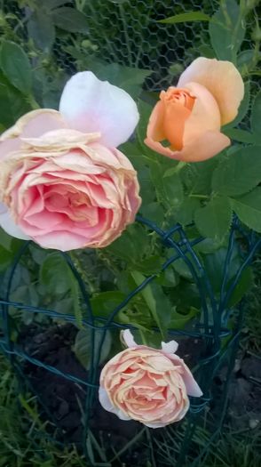 WP_20160712_05_39_13_Pro - Trandafiri 2016